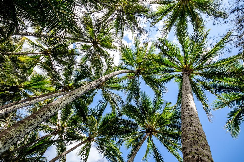 Cairns Beaches Flashpackers Palm Cove Esterno foto