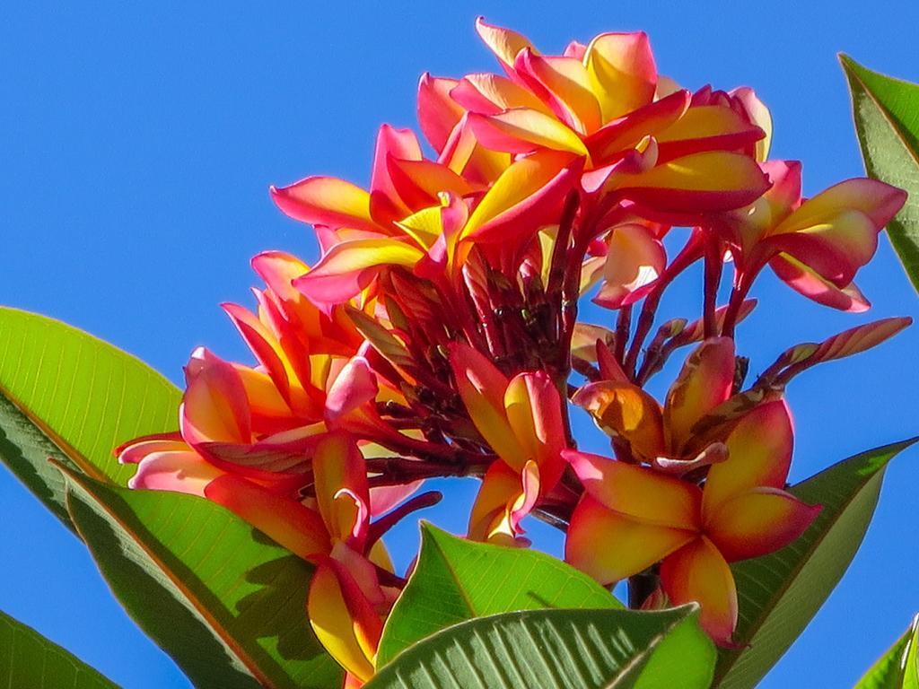 Cairns Beaches Flashpackers Palm Cove Esterno foto